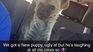 Shitpost status V29