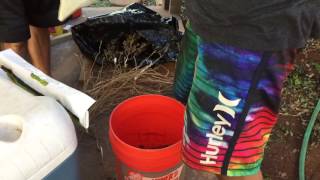 How to make Hash using Kauai Marijuana