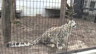 エゾリスが気になるユキヒョウ リアン~Snow Leopard found the squirrel