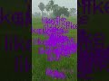 barish #facts #farming #shortsfeed #rainingheavy #raining #agrifuture #raining in farming field