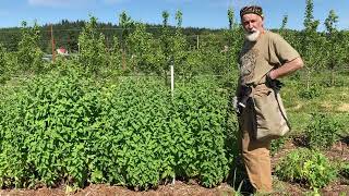 How to Grow and Harvest Catnip with Michael Pilarski “Skeeter”