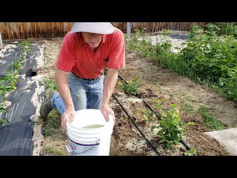 Video: Sērs Mellenēm: Koloidāla Un Granulēta Dārza Sēra Izmantošana Barošanai Rudenī Un Pavasarī