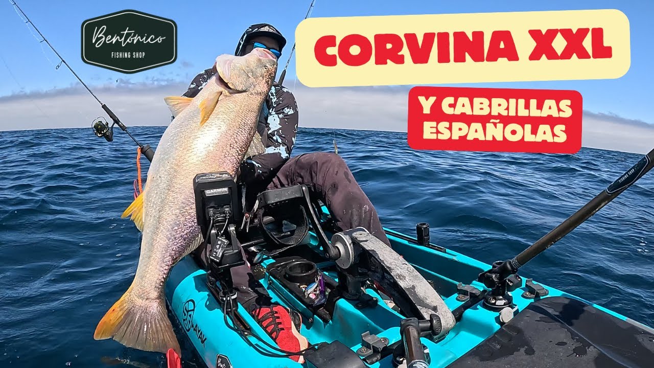 pesca de  Corvina XXL y cabrillas españolas