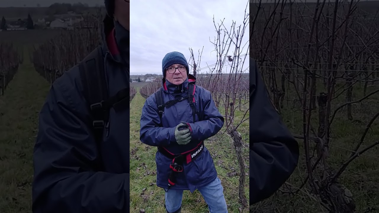 Cięcie winorośli.Pojedyńczy Guyot.Niemcy 2026