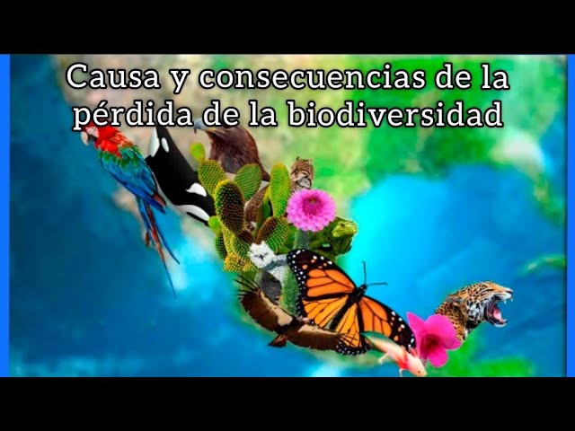 Causas y consecuencias de la perdida de la biodiversidad - YouTube