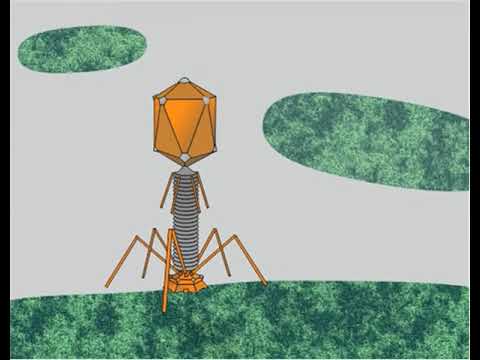 Vídeo: Análisis Estructural De La Replicación Del ADN Del Bacteriófago T4: Una Revisión En La Serie Virology Journal Sobre El Bacteriófago T4 Y Sus Parientes