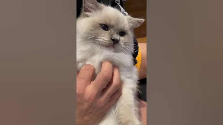 Video 1538741: kittens cattery, cute cattery