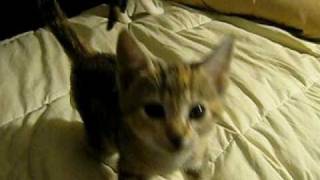 Cute Kittens Crying III by BJ DOES THINGS 66,085 views 13 years ago 28 seconds