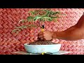 Tamarind Bonsai (Repotting, Wiring & Trimming)