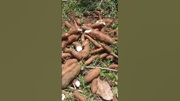 Harvesting cassava part 629 #shorts #farming #cassava #nature  #cassavaroots #cassavafarming