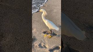 Someone’s Having Fun #snowyegret #beach