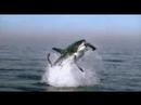 Planet Earth: Great white