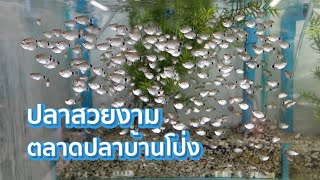 ร้านปลาสวยงาม วสันต์ ตลาดปลา บ้านโป่ง (Fish Village) ราชบุรี​