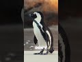 Fun Facts about PENGUINS that will make you breeze! #animals #funny #antarctica #funfacts #wildlife
