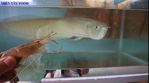 Arowana Eat Shrimp | arowana fish eating shrimp | Cá Rồng Ăn Tôm Giúp Cá Lên Màu Đẹp Và Cực Sung