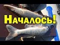 Спиннинг. Рыбалка 2019. Щука весной.на джиг