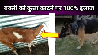 बकरी को कुत्ता काटने का इलाज दवा Goat dog bite goat treatment bakri ko kutta kata uska ilaj
