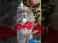 ГЕНЕТИКА🤍Подписывайся👆С нами интересно😻#Фединыбудни#юмор#котики#cat