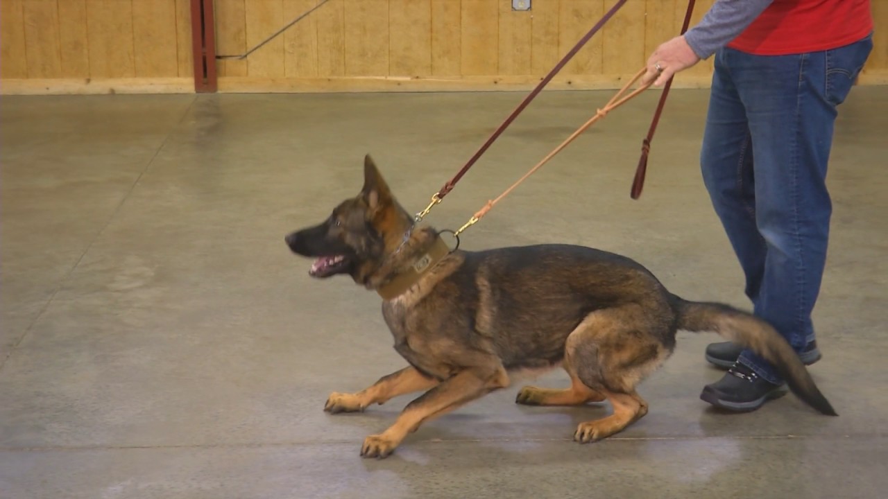 video phone beyonce mp3 Dark Sable Male 