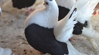 Taganrog Tumbler - Fancy  Pigeon Breed