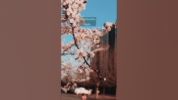 Thumbnail of Surah Al-Fajr (The Dawn) Verses (27-30) English Translation.