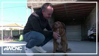World's oldest dog ever dies at 31