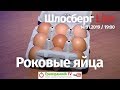 Роковые яйца / Шлосберг Live #99 / 14.01.2019