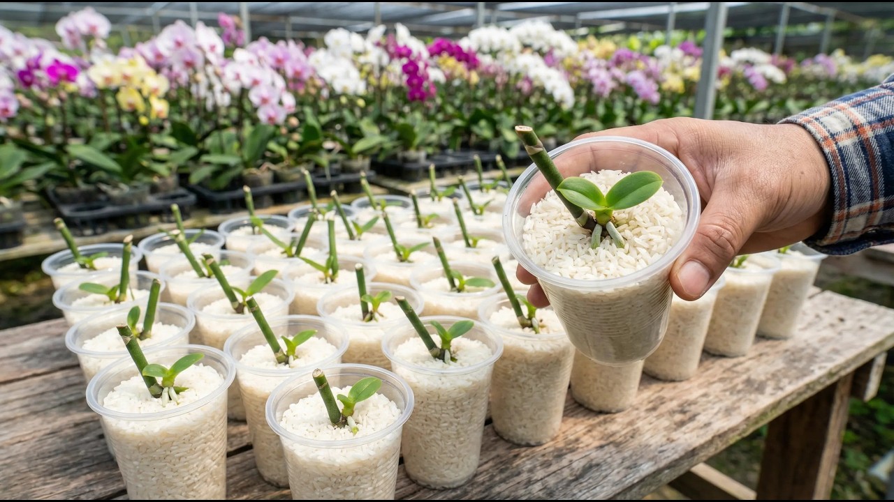 Just orange peel! Orchid cuttings suddenly sprouted overnight.