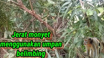 jerat monyet liar