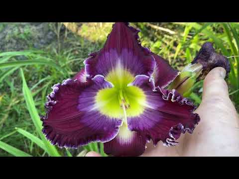 Video: Daylily - Moderns Nepretenciozs Dārza Daudzgadīgais Augs