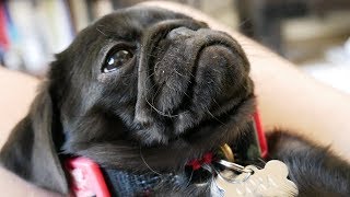 PUG PUPPY   Unboxing and review at 8 weeks