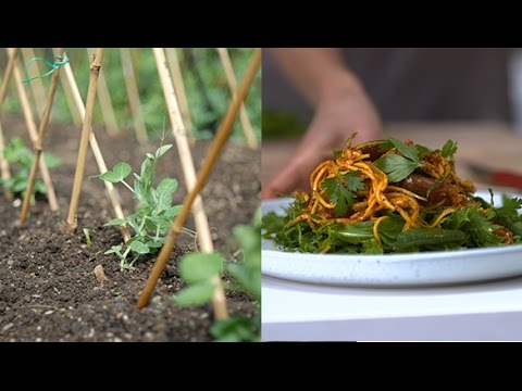 How to plant peas and cook with capsicums