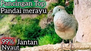 Download Lagu PANCINGAN PERKUTUT SUPER AMPUH SEKALI TUT SEMUA IKUT BUNYI GACOR.  MP3 Download Lagu PANCINGAN PERKUTUT SUPER AMPUH SEKALI TUT SEMUA IKUT BUNYI GACOR.  MP3
