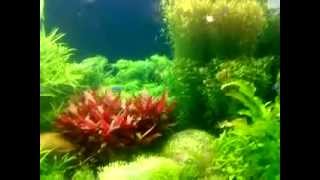 Planted Aquarium Trivandrum @ Royal Aqua Farm