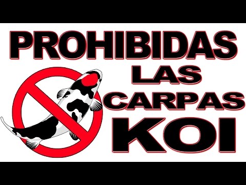 Video: Bricolaje Comer - Galletas Koi De Oro