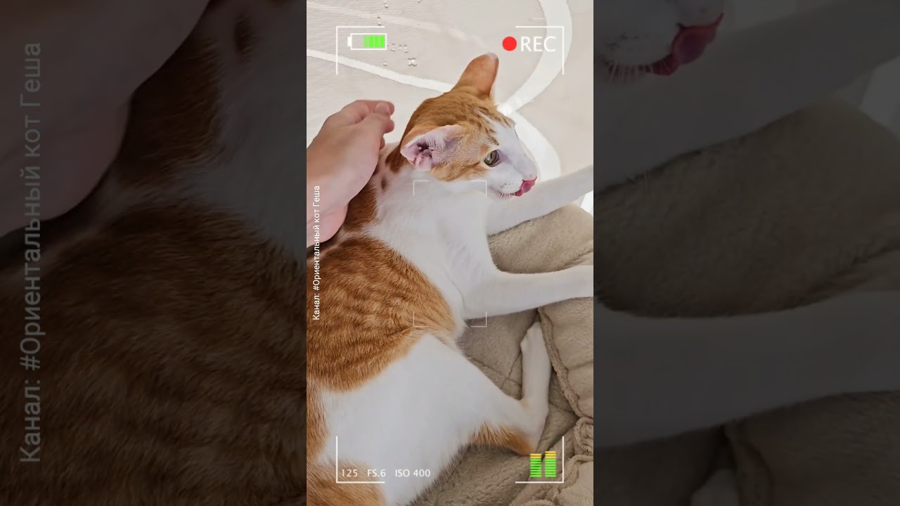 Идеальный кот: Ожидание vs. Реальность🤪 