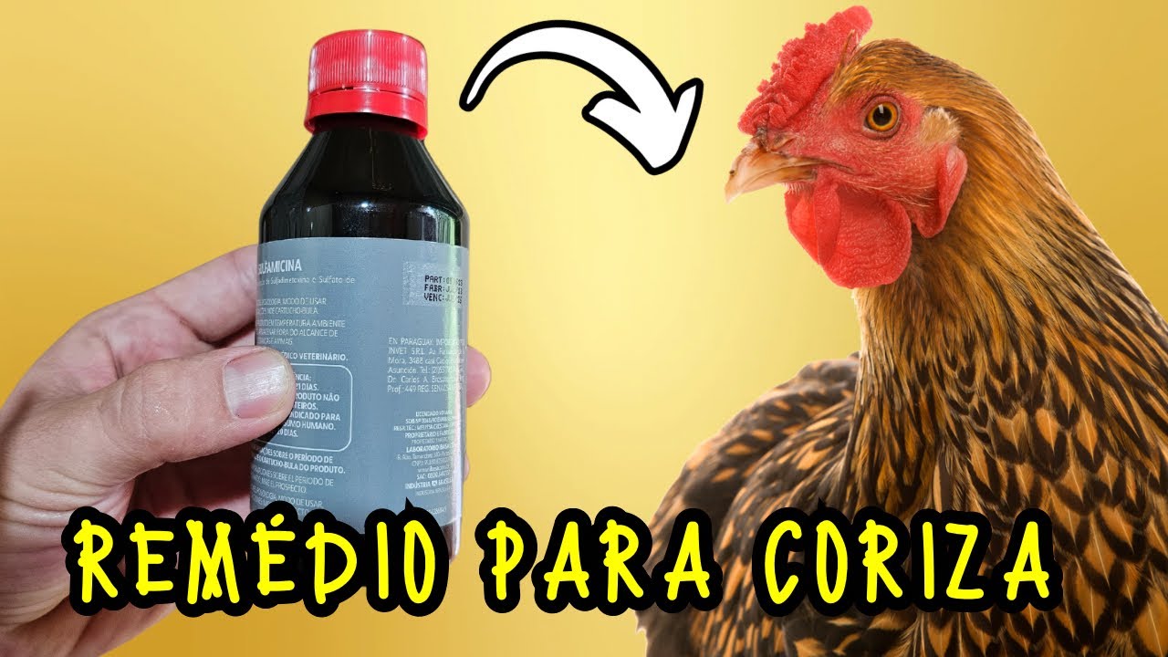 REMÉDIO PARA CURAR CORIZA INFECCIOSA, COCCIDIOSE E GOGO - YouTube