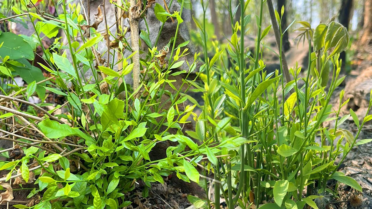 สะออนผักหวานโคกนี้ มีแต่ยอดอวบๆงามๆวันนี้มาพร้อมทีมงาน