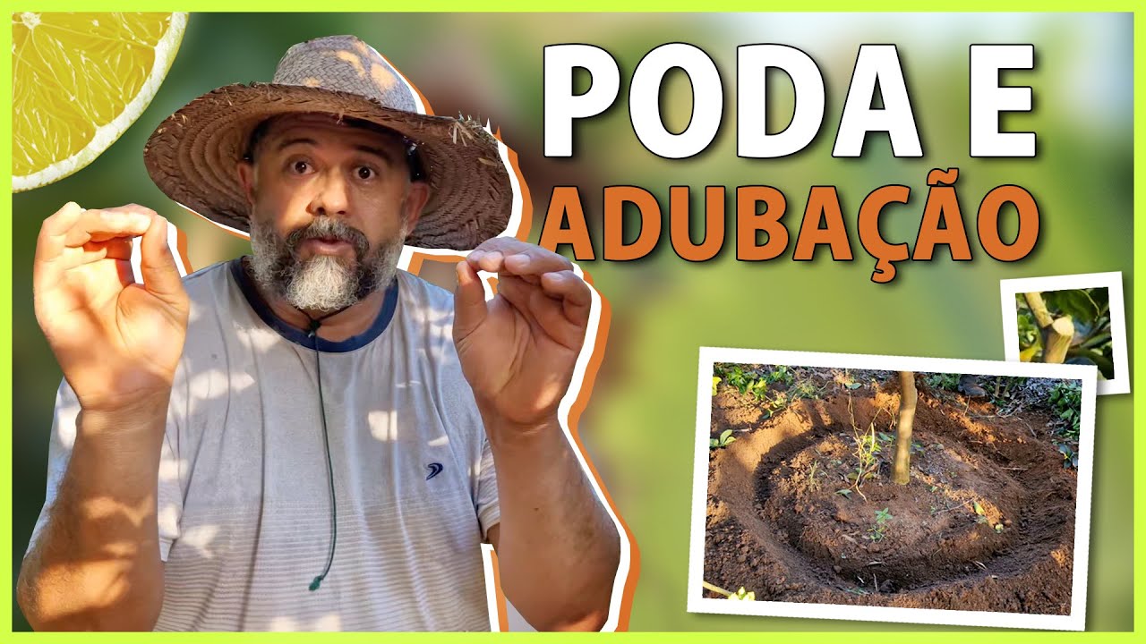 Poda de frutificação e adubação para cítrus