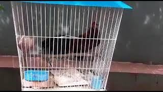 Suara ayam ketawa merdu