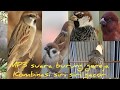 Suara Burung Gereja Kombinasi Siri Siri Omkicau(.mp3 .mp4) Mp3 - Mp4 Download