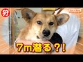 大人しい子：耳に水は入らない？泳げる？【ミックス犬のミコいなりちゃんシャンプー編】　୨୧∵トリミング サロン DOG HOME ドッグホーム∵୨୧