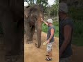 Пхукет 2024 Слон просит о помощи человека! Суровый Тайланд.