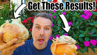 How to Grow Onions in Containers & Raised Beds