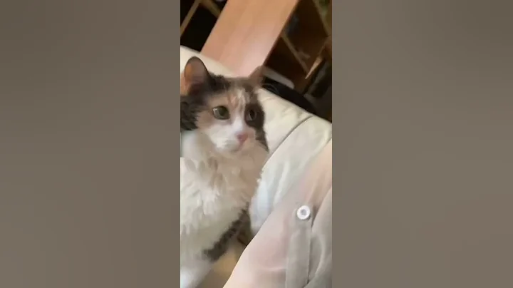 Cat Headbutts Owner's Arm Demanding to be Pet - DayDayNews