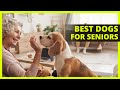 BEST COMPANION DOGS FOR SENIORS | Top 10 dog breeds best suited for senior owners