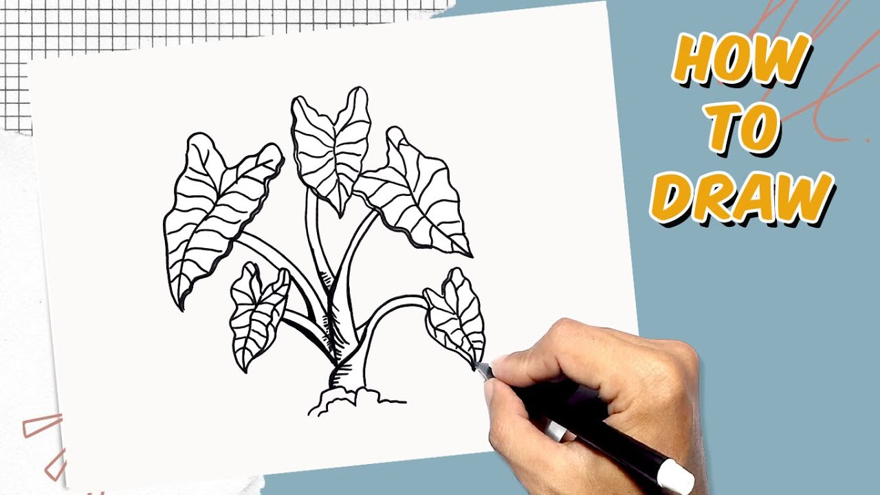 Taro Rrawing Taro Plant Drawing Easy