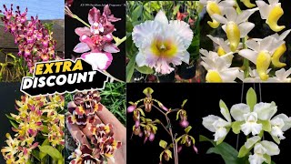 🔴Super Sale😍 Panen Anggrek Koleksi Baru Extra Diskon✅️