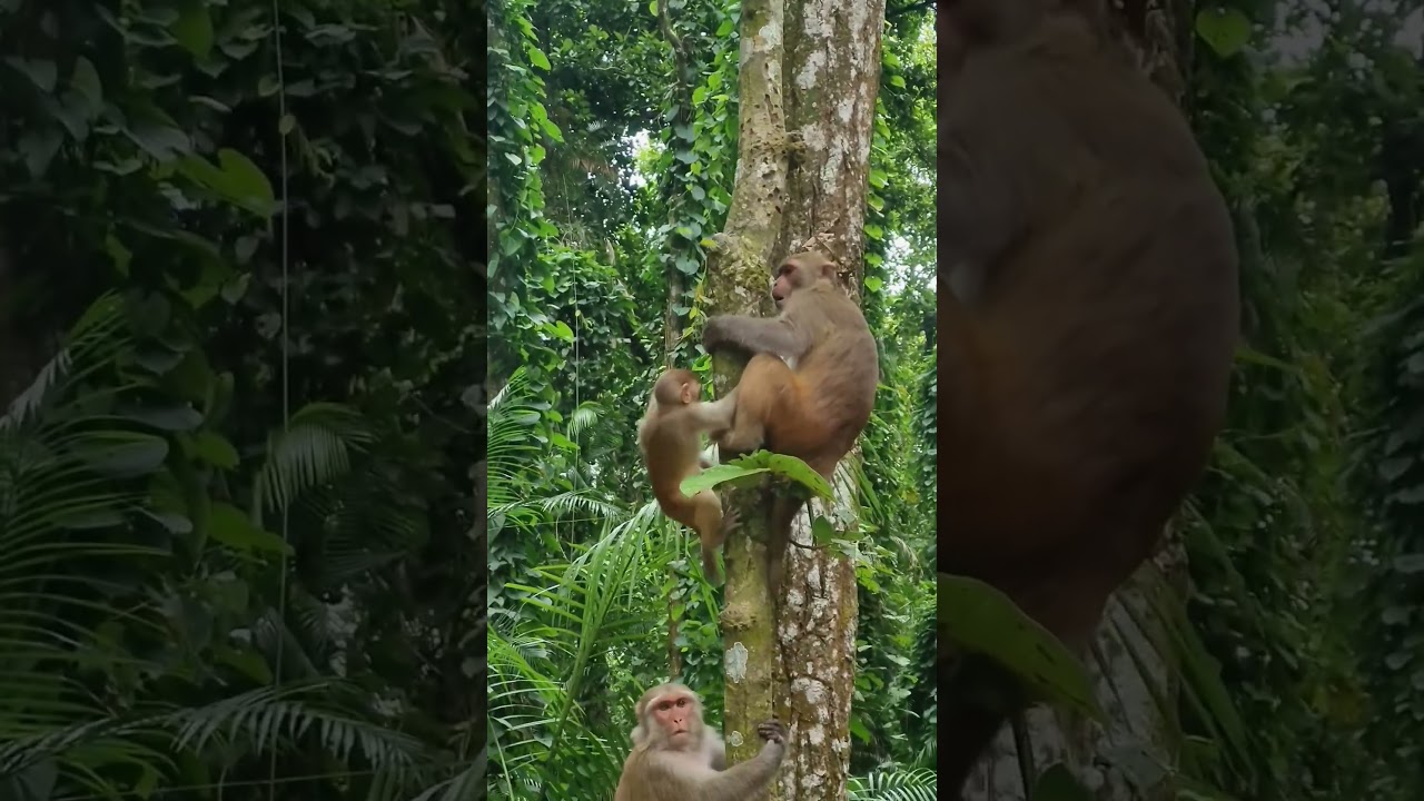 Monkey Mom and Baby’s Sweet Bond 🐒💖  Cute Monkey Compilation 2025  