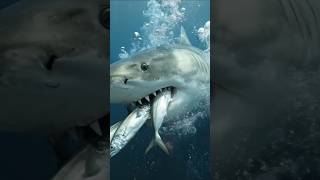 Giant Shark Attack in Deep Ocean #fish #shark #ocean #sealife #short #viral #trending #viral #asmr